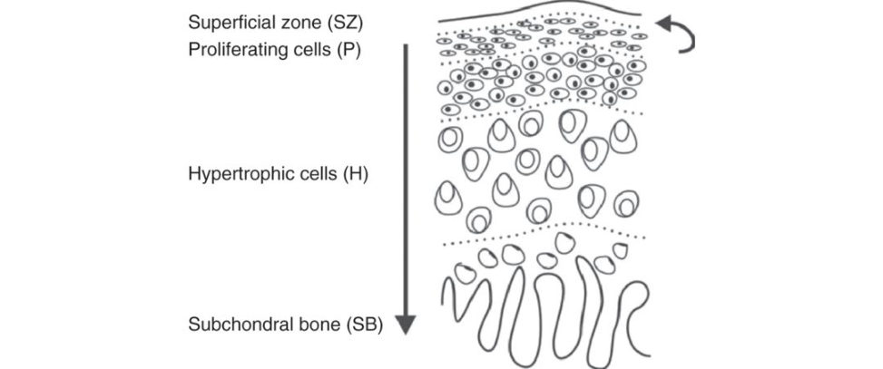 Figure 20.12