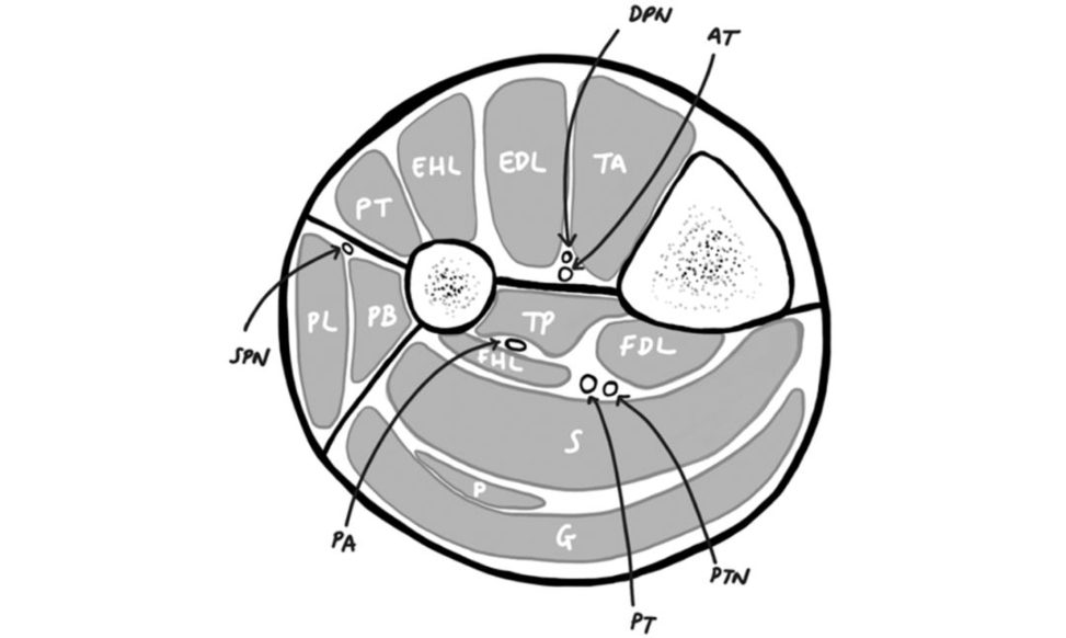 Figure 31.24