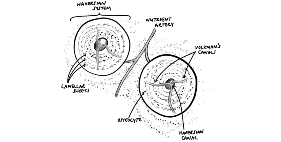 Figure 31.29