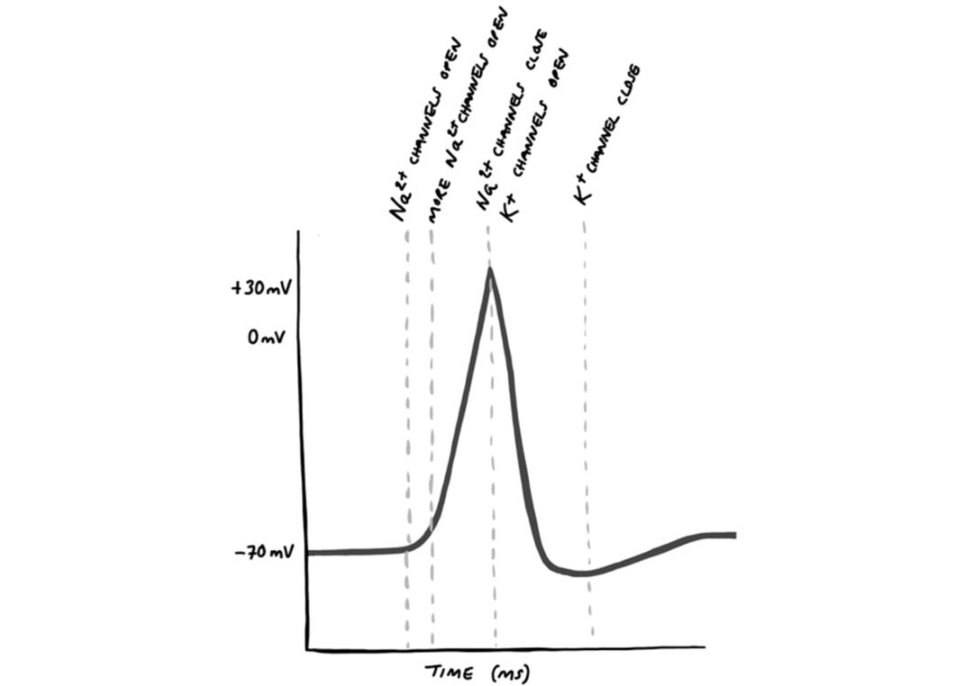 Figure 31.33