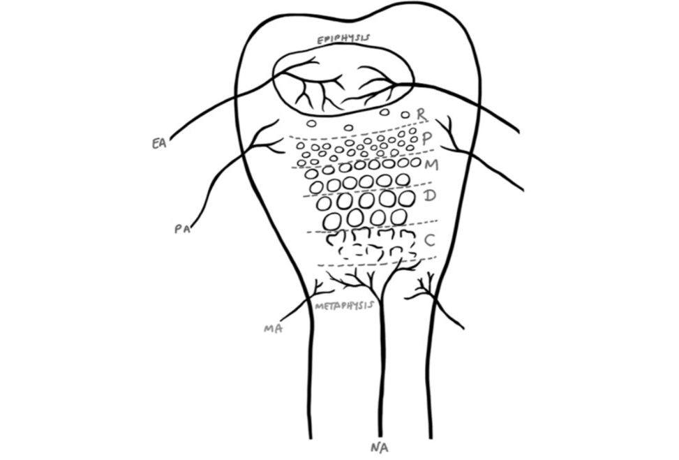 Figure 31.51